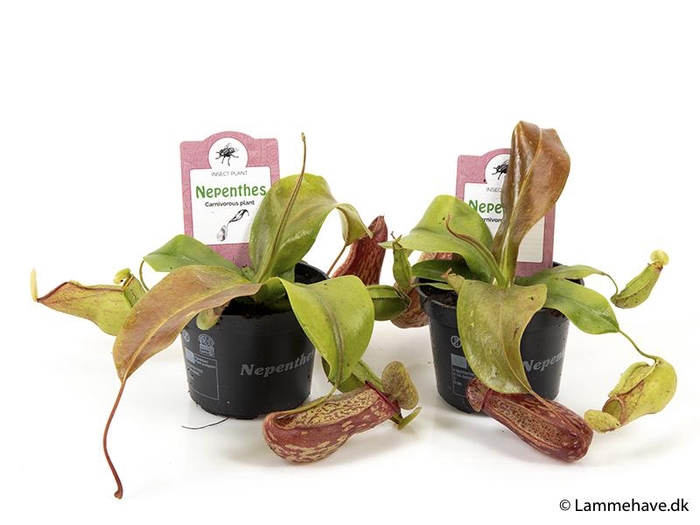 <h4>NEPENTHES-HYBRIDER P9</h4>
