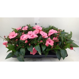 Impatiens NG 'Tamarinda Salmon'