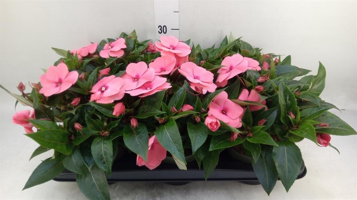 <h4>Impatiens NG 'Tamarinda Salmon'</h4>