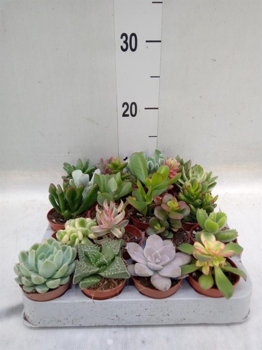 <h4>Succulents   ...</h4>