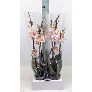 Phalaenopsis   ...