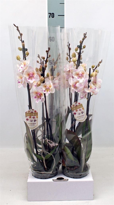 <h4>Phalaenopsis   ...</h4>