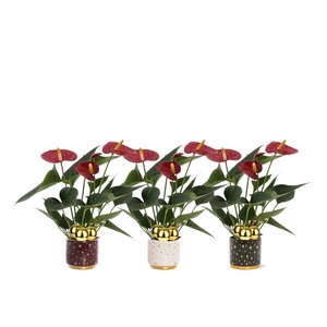 Anthurium 7 cm Diamond Red in Sparkle ceramics + stabber