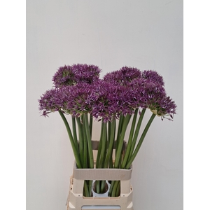 ALLIUM PINBALL WIZAR