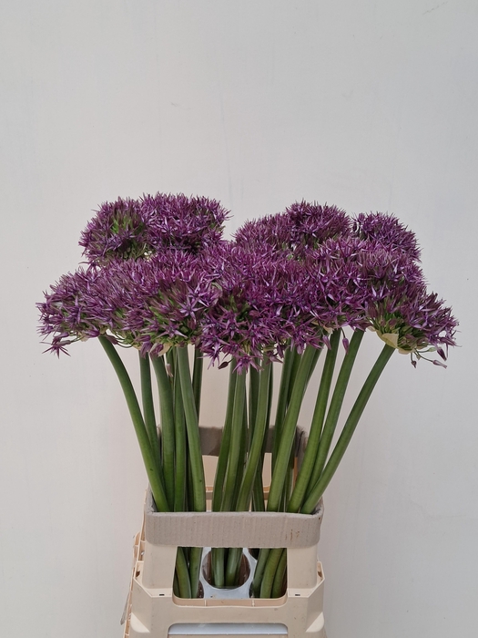 <h4>ALLIUM PINBALL WIZAR</h4>