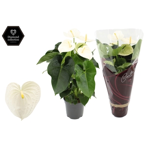 Anthurium 17 cm Alpine in Couture Diamond sleeve
