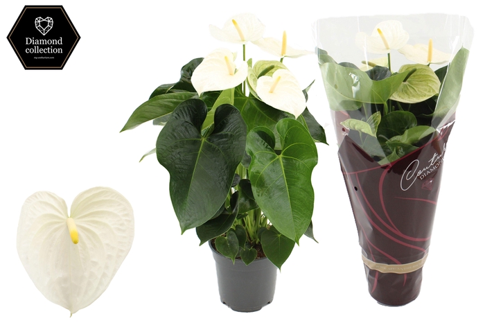 <h4>Anthurium 17 cm Alpine in Couture Diamond sleeve</h4>