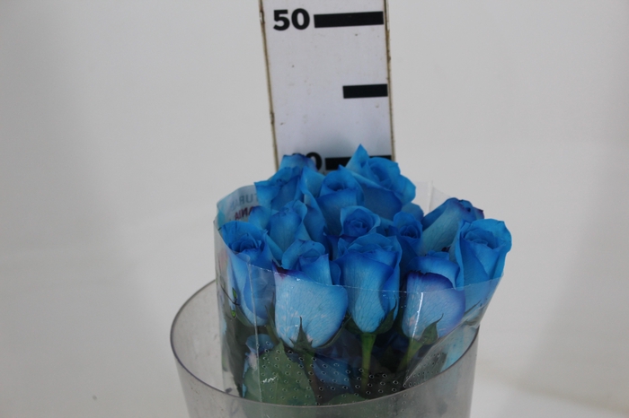 <h4>ROSA NATURAL TINTURADA AZUL 040 CM</h4>