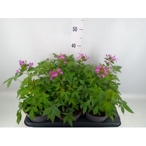 Cleome