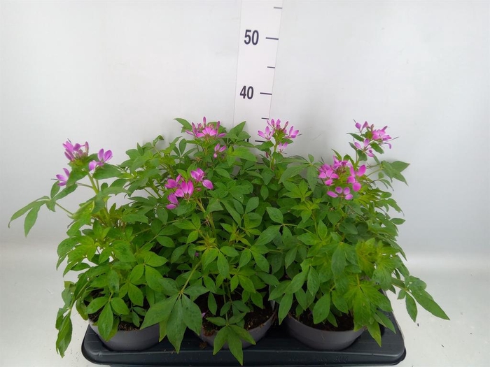 <h4>Cleome</h4>