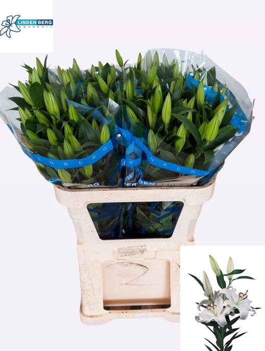 <h4>LI OR HELVETIA</h4>