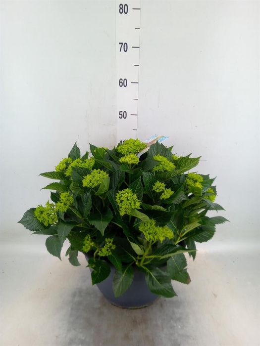 <h4>Hydrangea mac.</h4>