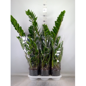 Zamioculcas zamiifolia