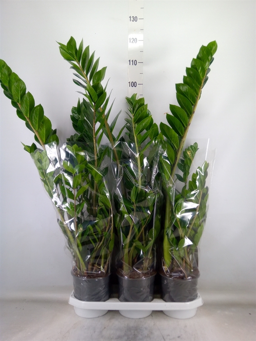<h4>Zamioculcas zamiifolia</h4>
