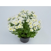 CRISANTEMO MINI P13 BRANCO