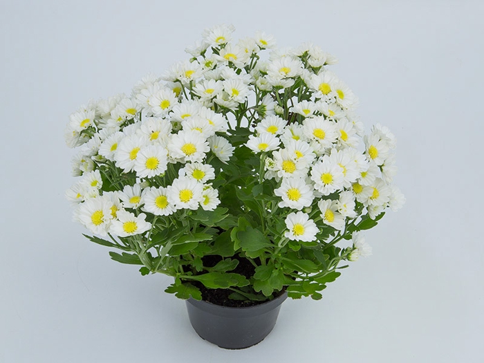 CRISANTEMO MINI P13 BRANCO