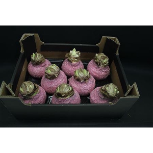 Amaryllis Topl Pastel Rose