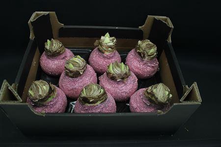 <h4>Amaryllis Topl Pastel Rose</h4>