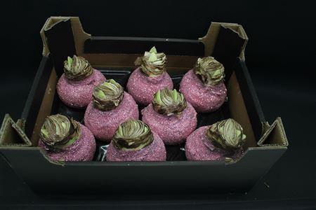 <h4>Amaryllis Topl Pastel Rose</h4>