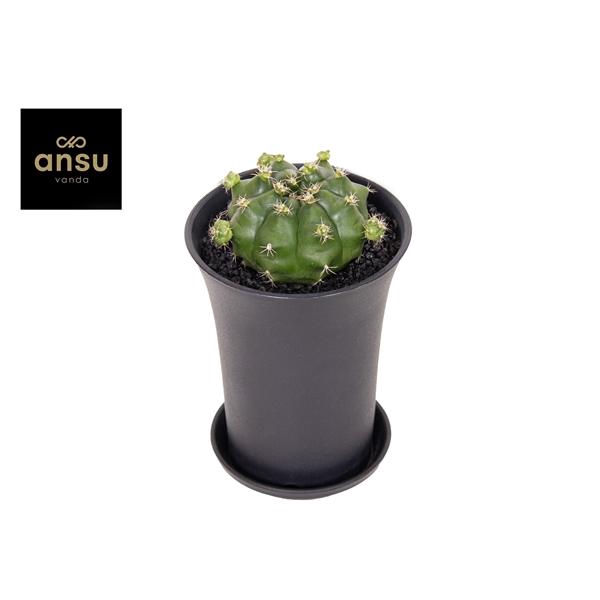 Gymno Cactus 'Froggy' XL