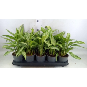 Aglaonema  'Silver Queen Compact'
