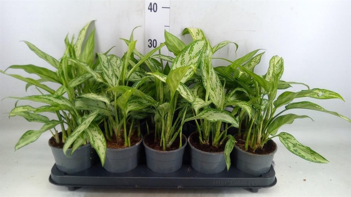 <h4>Aglaonema  'Silver Queen Compact'</h4>