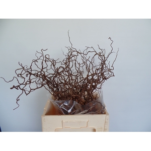 Corylus Contorta 2 Years Epping