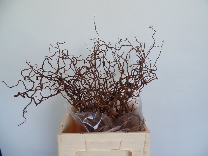 <h4>Corylus Contorta 2 Years Epping</h4>
