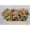 Limonium sinuatum Lucia Apricot