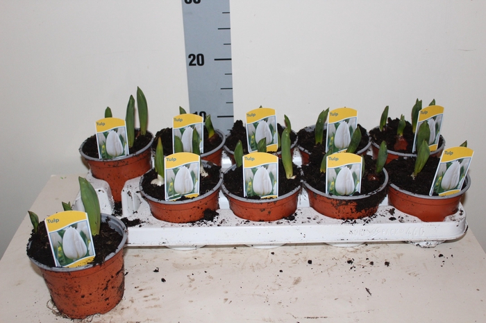 <h4>TUL CALGARY</h4>