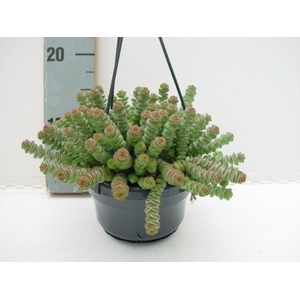 Crassula hottentot