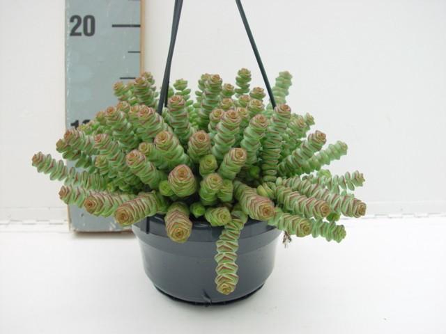 <h4>Crassula hottentot</h4>