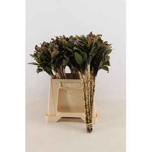 Cordyline Compacta Groen