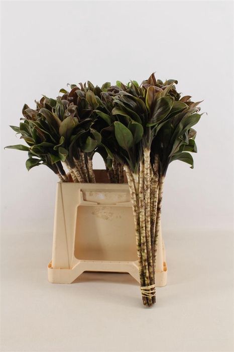 <h4>Cordyline Compacta Groen</h4>