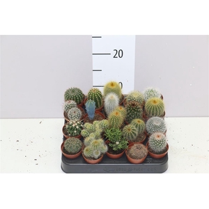 Cactus Gemengd