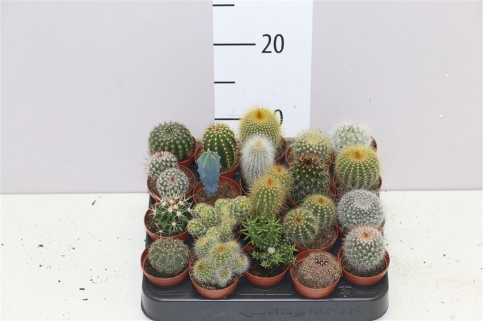 <h4>Cactus Gemengd</h4>