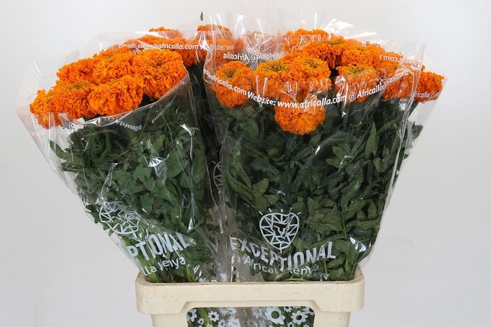 Tagetes Marigold Promise Orange