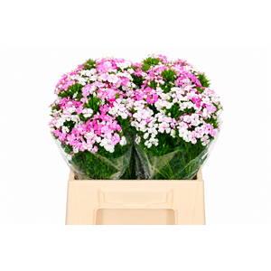Dianthus Br Amazon Rose Magic