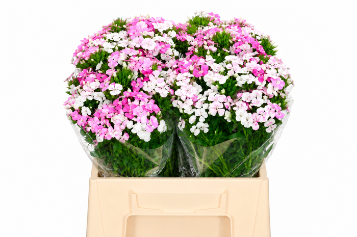 <h4>Dianthus Br Amazon Rose Magic</h4>