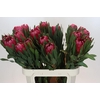 Protea Brenda