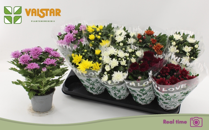 <h4>CHRYS GEM 6 KL</h4>