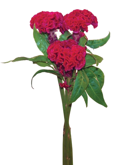 <h4>CELOSIA CRISTATA PINK 060 CM PINK</h4>