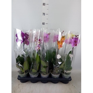 Phalaenopsis   ...mix