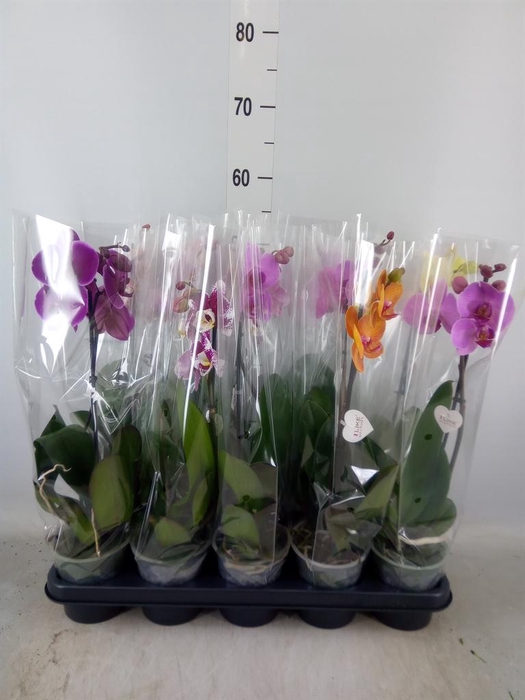 <h4>Phalaenopsis   ...mix</h4>