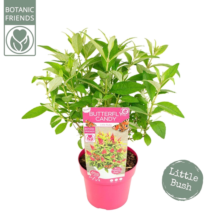<h4>Buddleja Butterfly Candy 'Little Ruby'®</h4>