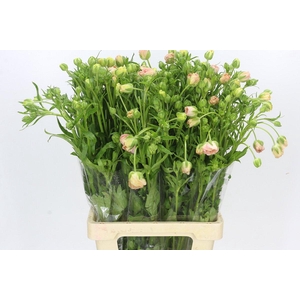 Ranunculus Magical Mascarpone