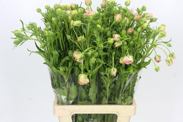 <h4>Ranunculus Magical Mascarpone</h4>