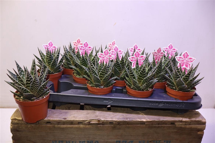 <h4>Aloe Tiki Tahi</h4>