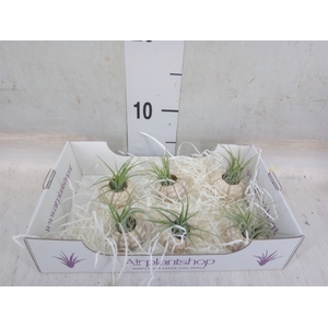 Arr.  Tillandsia L%