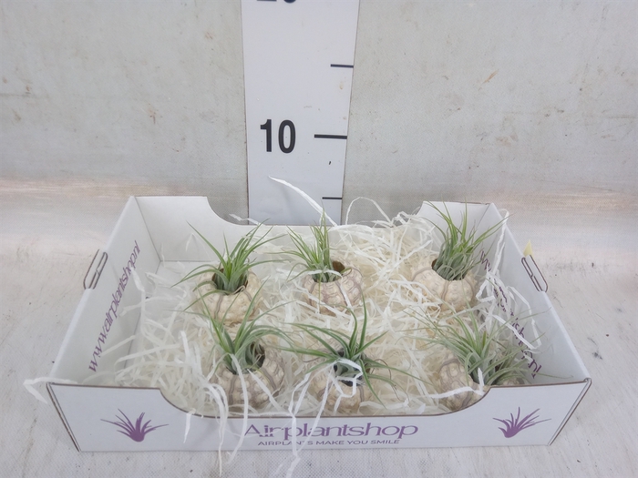 <h4>Arr.  Tillandsia L%</h4>